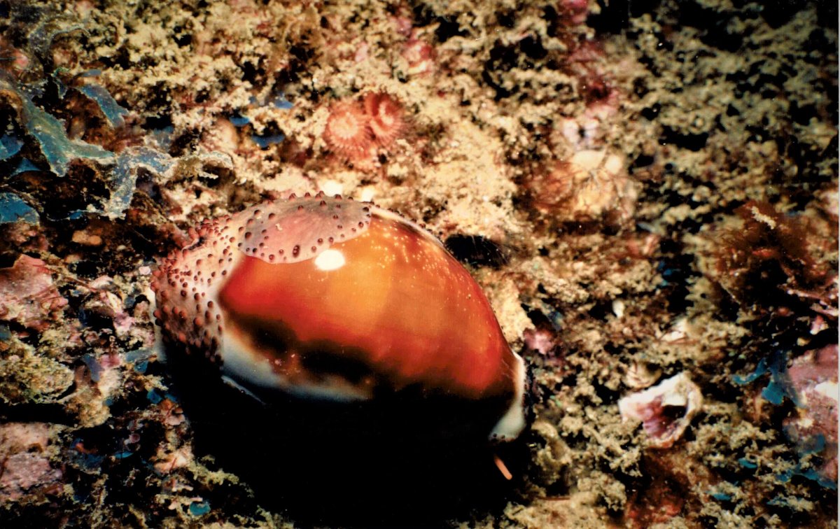 Chestnut Cowrie.JPG