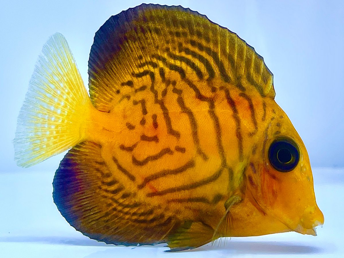 Chevron Tang 1_1.jpg