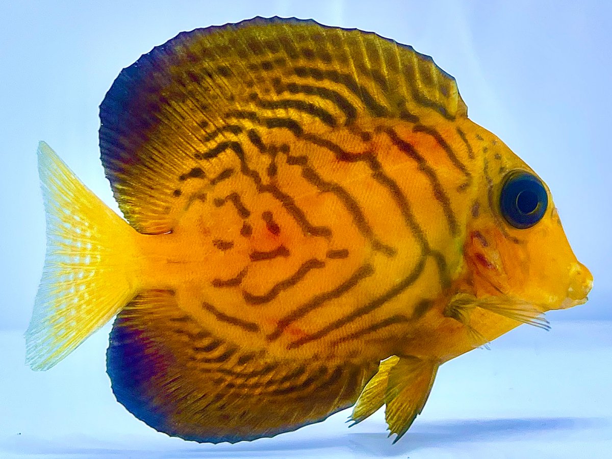 Chevron Tang 1_2.jpg