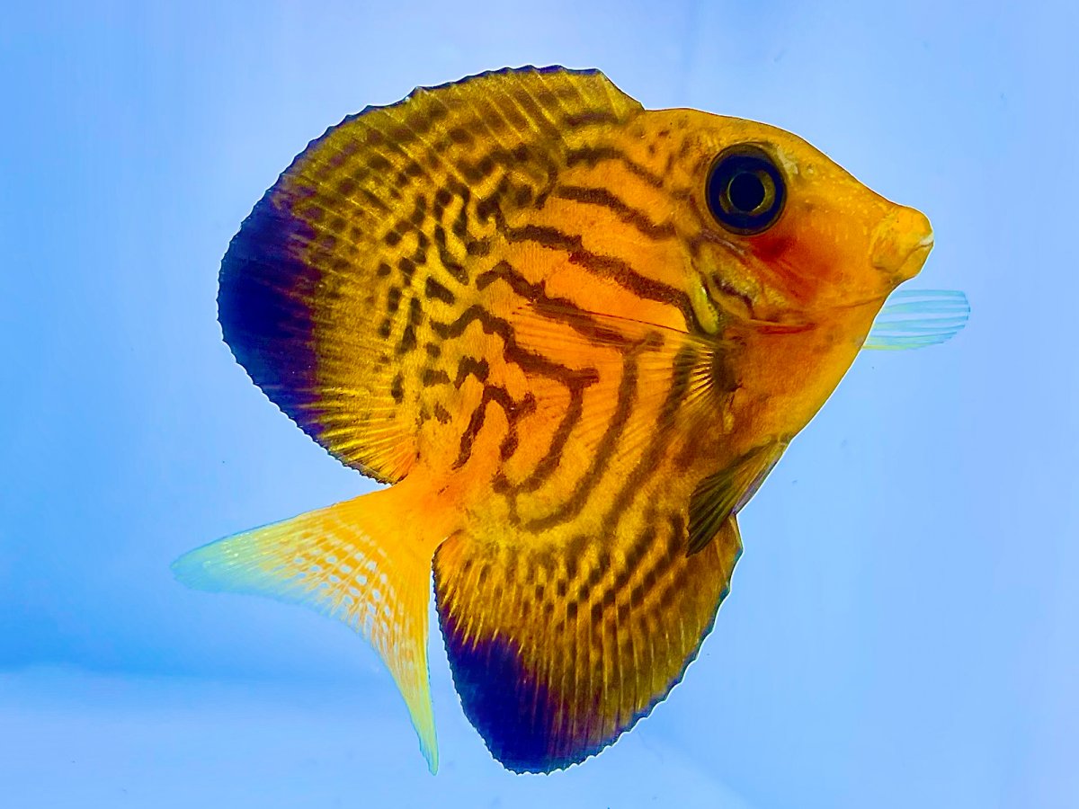 Chevron Tang 2_2.jpg