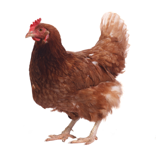 chicken.png