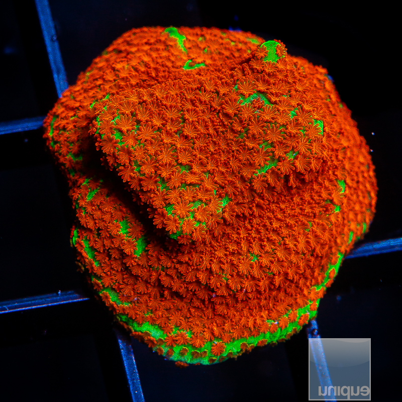 Chili Pepper Montipora 49 26.JPG