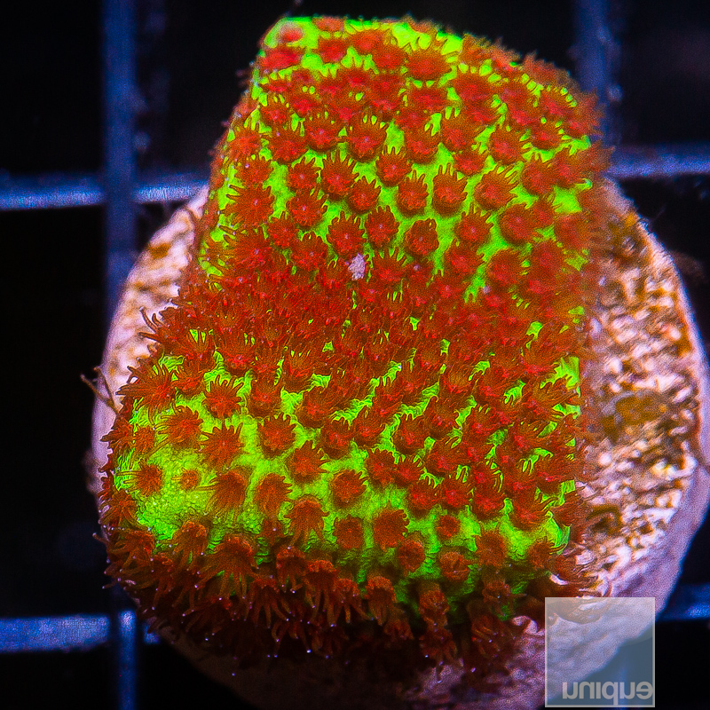 Chili Pepper Montipora 59 22.JPG