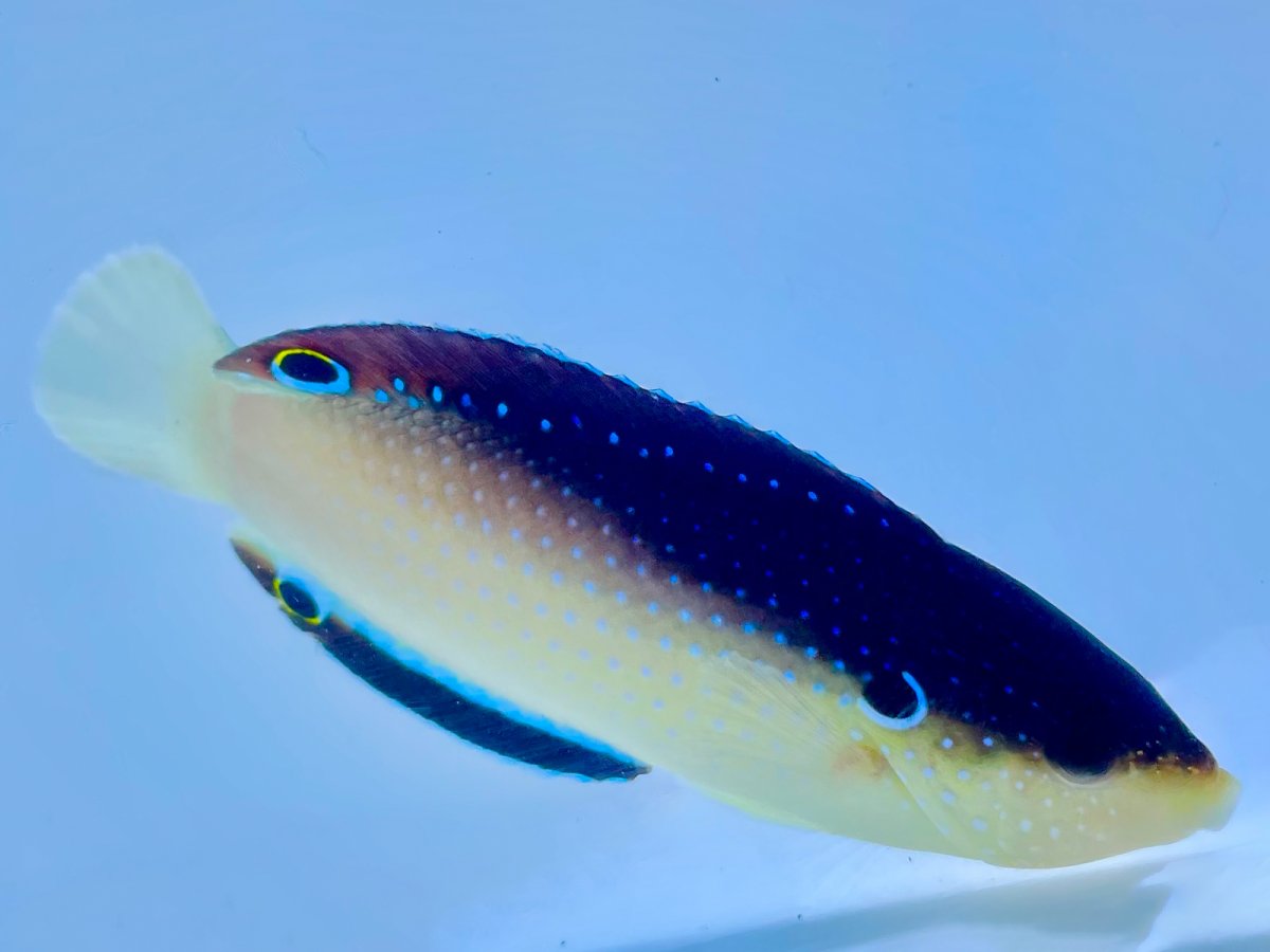 China Pearl Wrasse.jpg