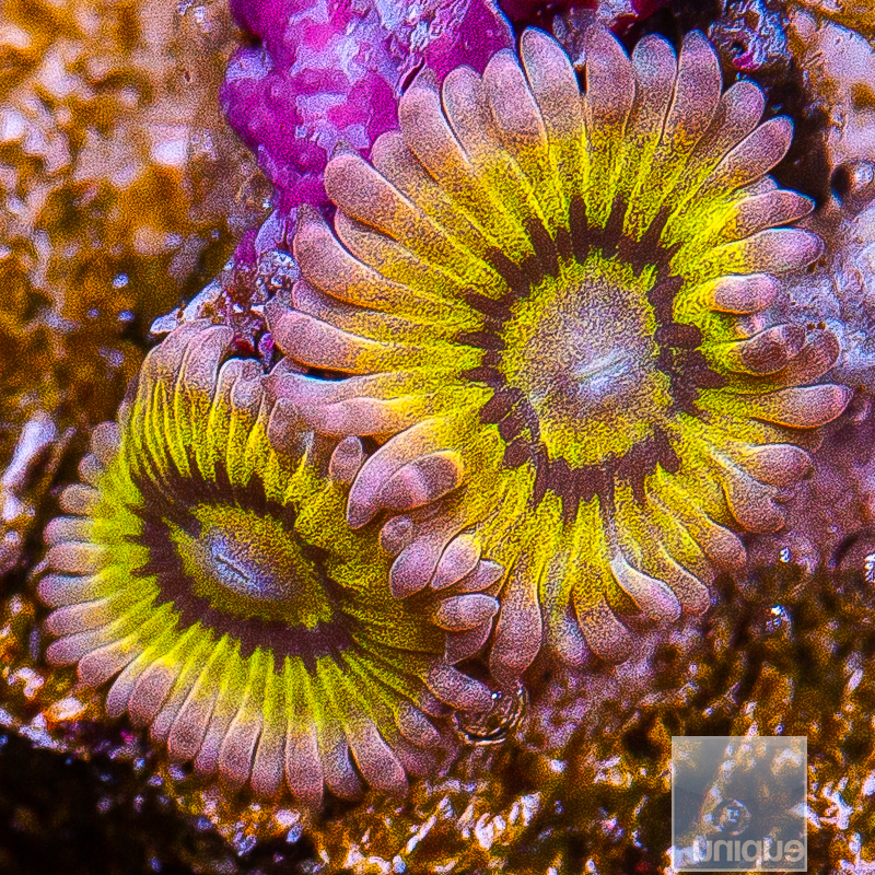 Chiquita Zoanthid 34 18.JPG