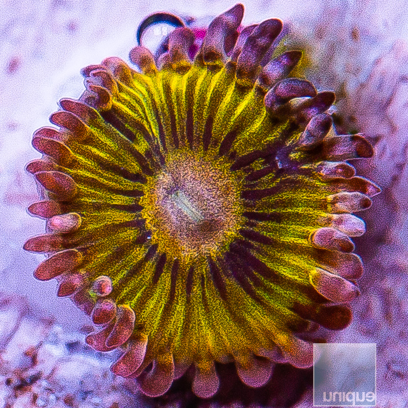 Chiquita Zoanthid 44 20.JPG