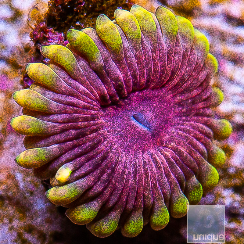 Chiquita Zoanthid Variant 39 20.JPG