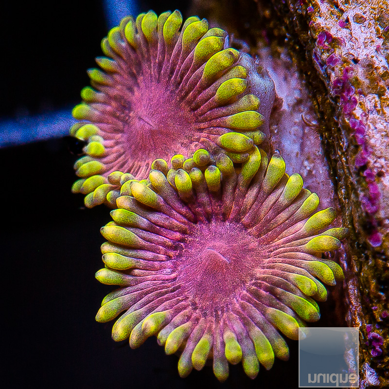 Chiquita Zoanthid Variant 79 26.JPG