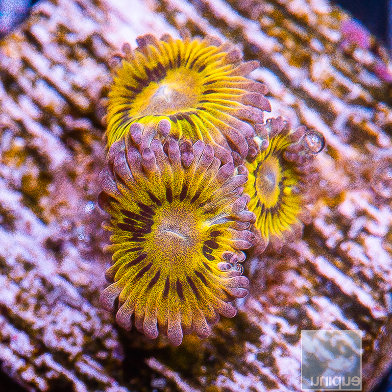 Chiquita Zoanthids 46 22.JPG