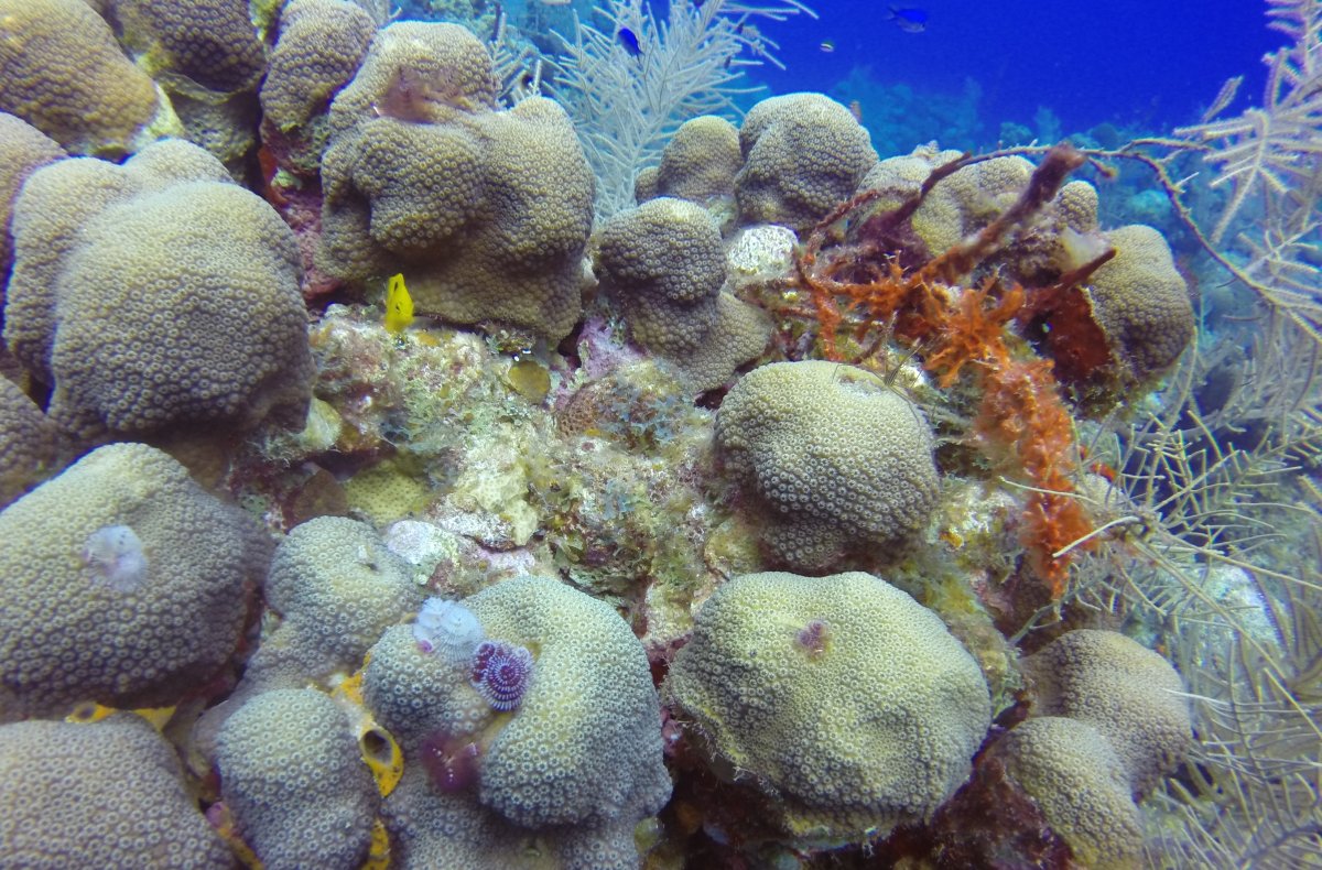 Chistmas tree worms multicolored2.jpg