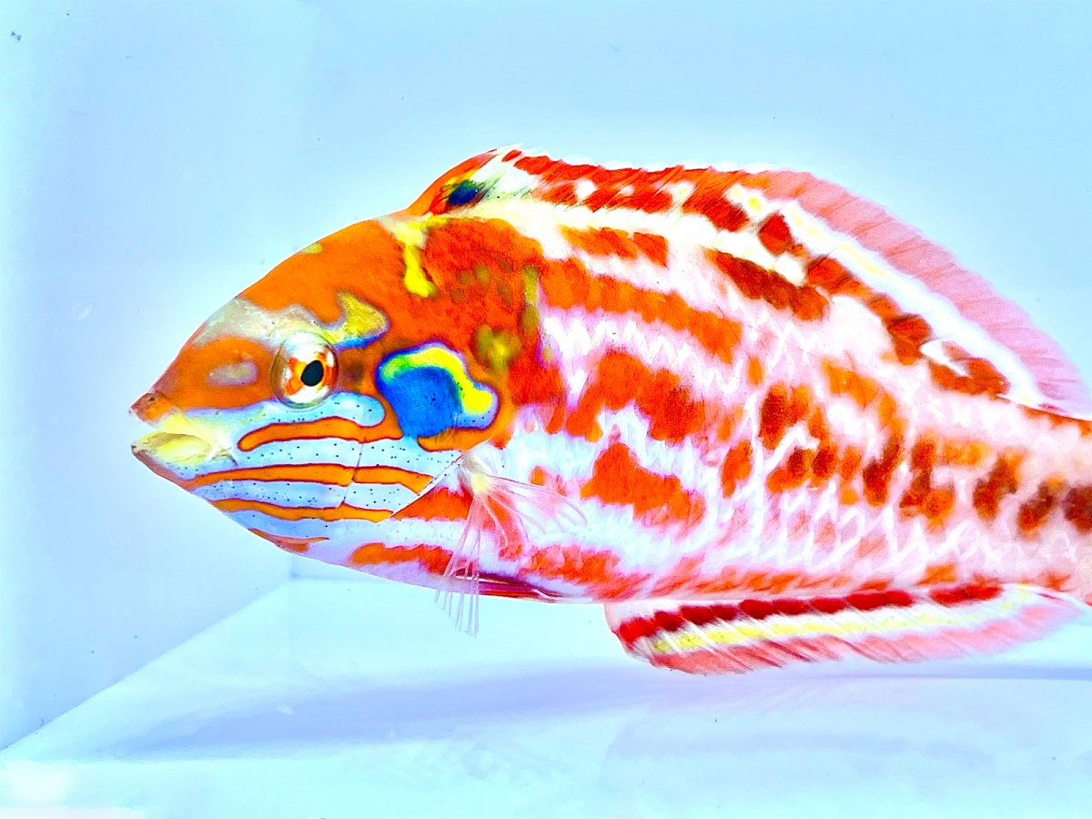 Choat's Red Leopard XL WYSIWYG.jpg