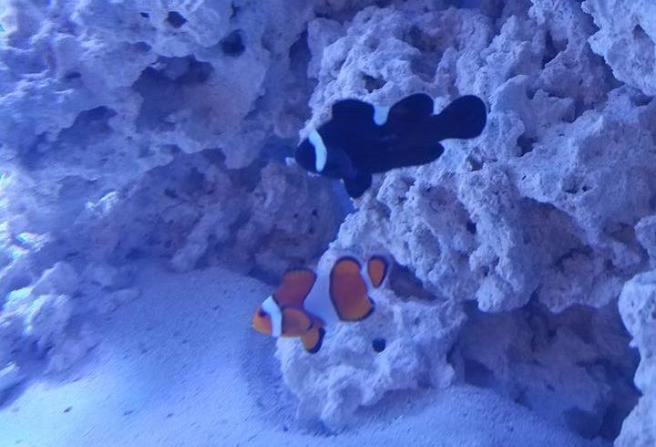 Choosing your clownfish A(1).jpg