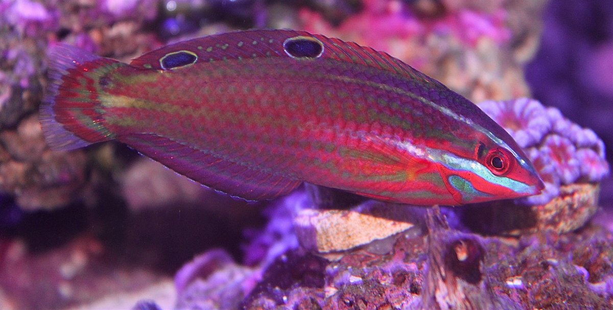 Christmas wrasse.jpg