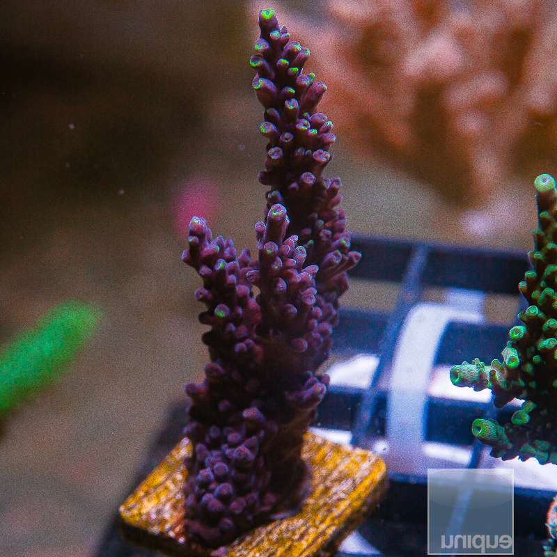 Chunky Acropora Exquisita 99 62.JPG