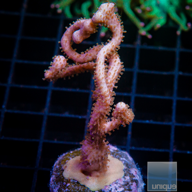 Chunky Julians Gorgonian 69 52.JPG