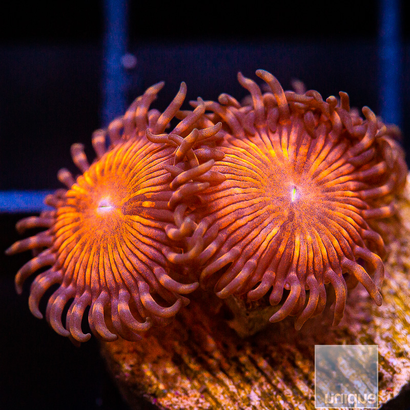 Cinnamon Apple Zoanthid 34 16.JPG