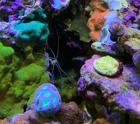 Cleaner Shrimp in 90.jpg