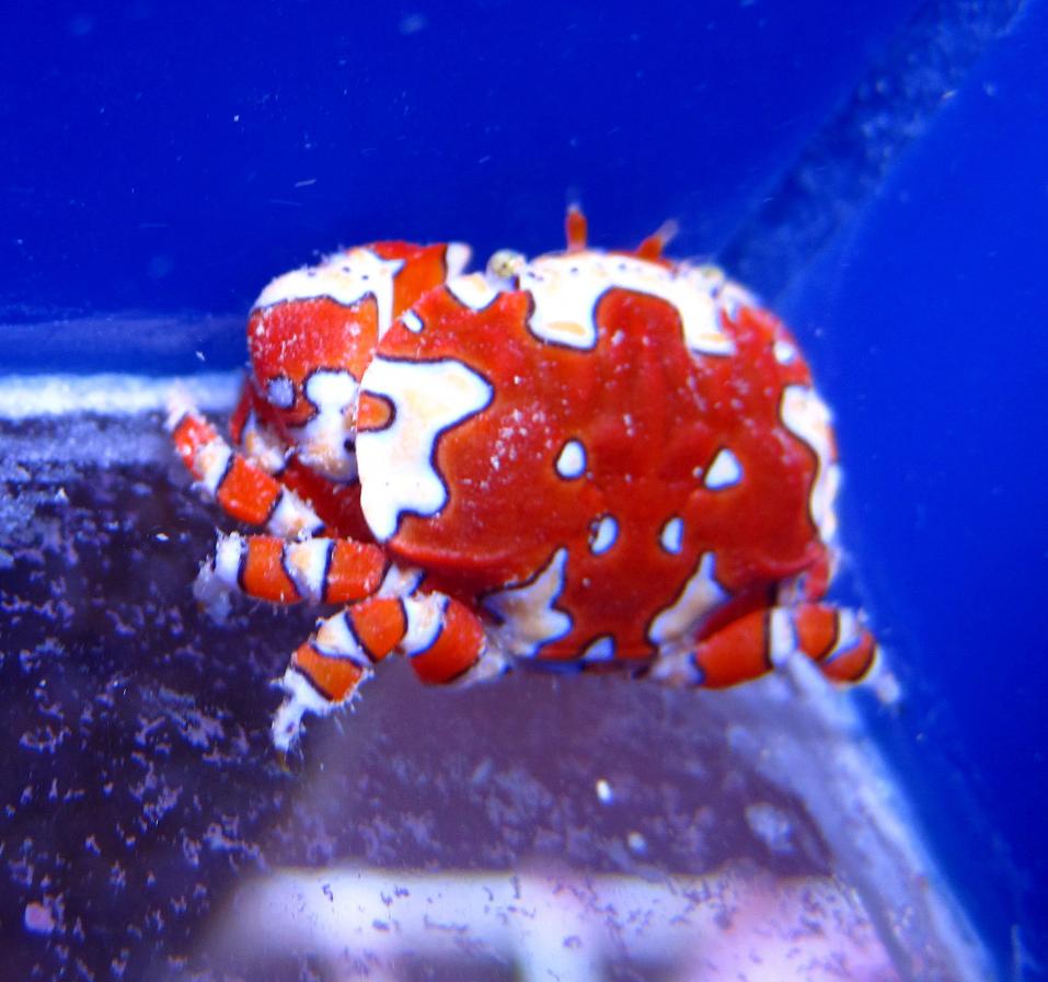 Clown Crab.jpg