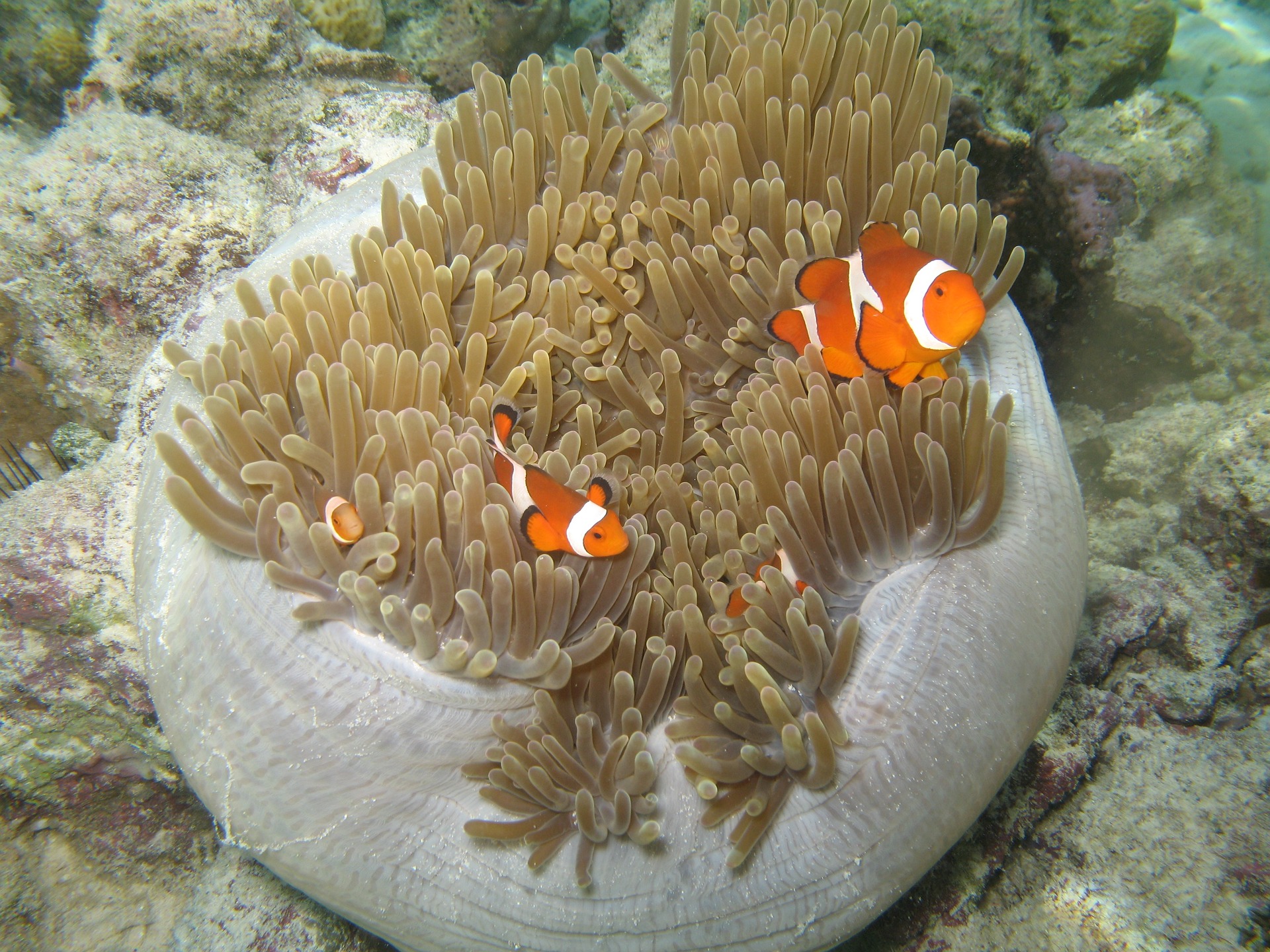 clown-fish-1415706_1920.jpg