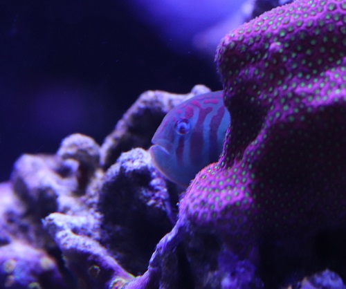 Clown goby.jpg