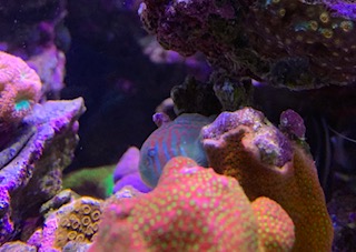 Clown goby2.jpg