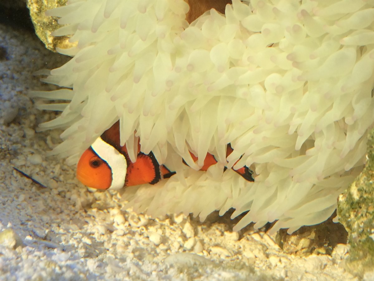 clown in anemone 1.JPG