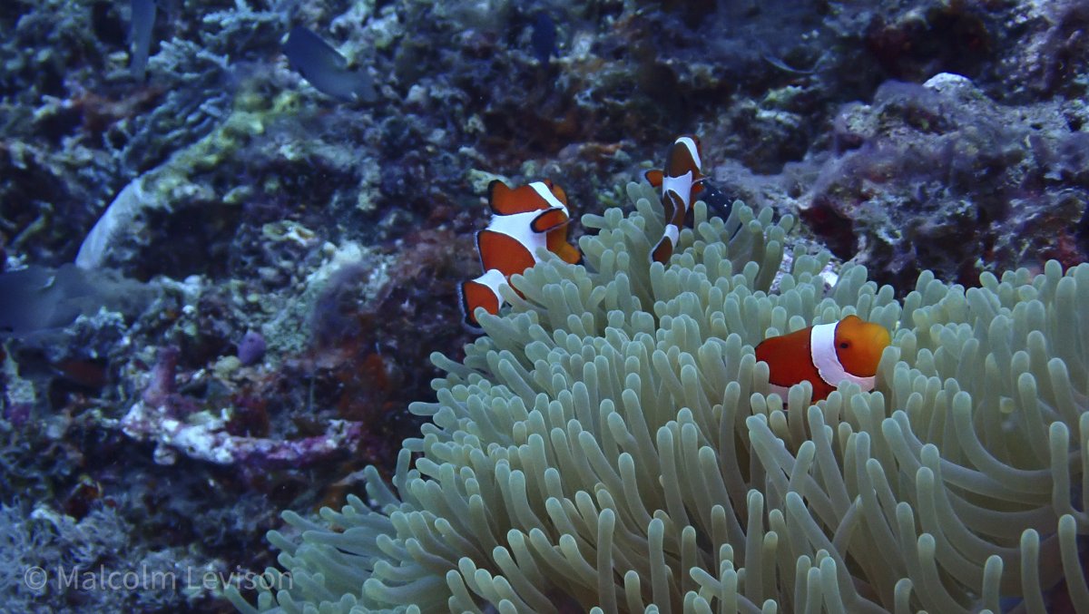 Clownfish 1.jpg