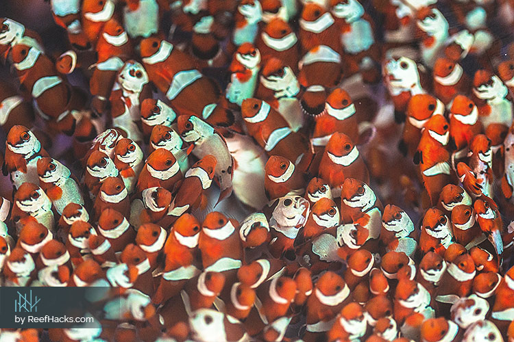 Clownfish-Babies-1-month-old.jpg