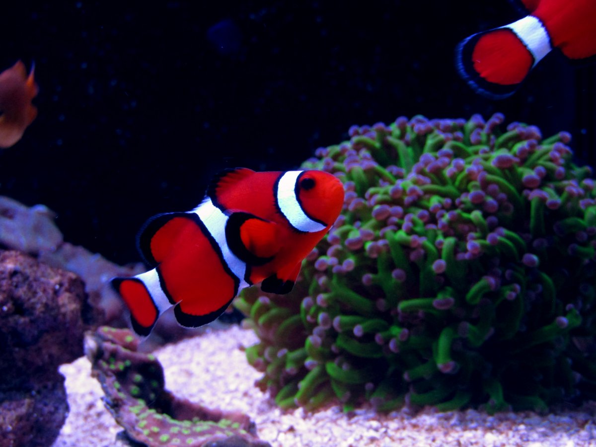 clownfish.jpg