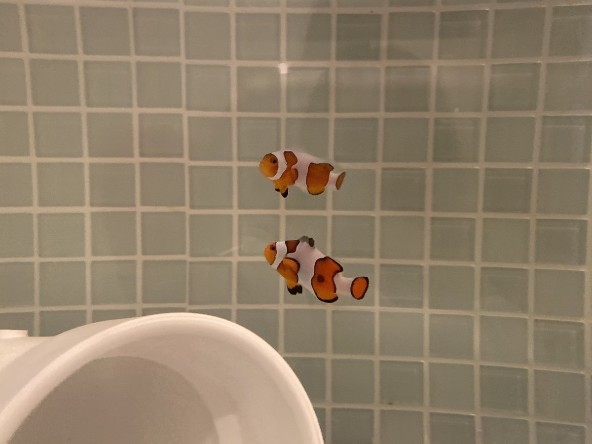 clownfish.jpg