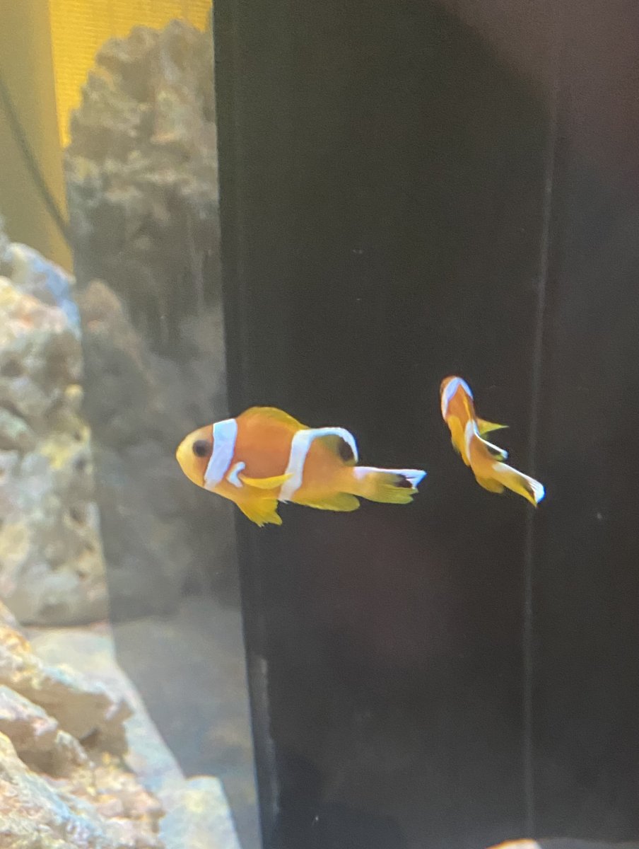 Clownfish.jpg