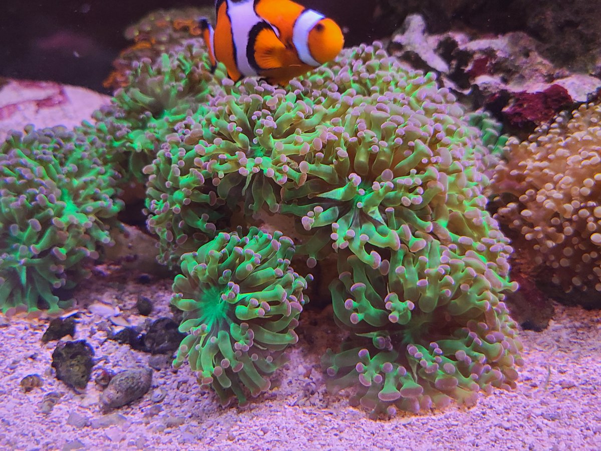 CLOWNFISH.jpg