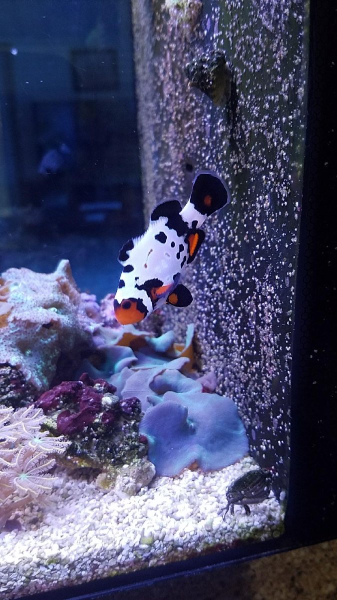 Clownfish.jpg