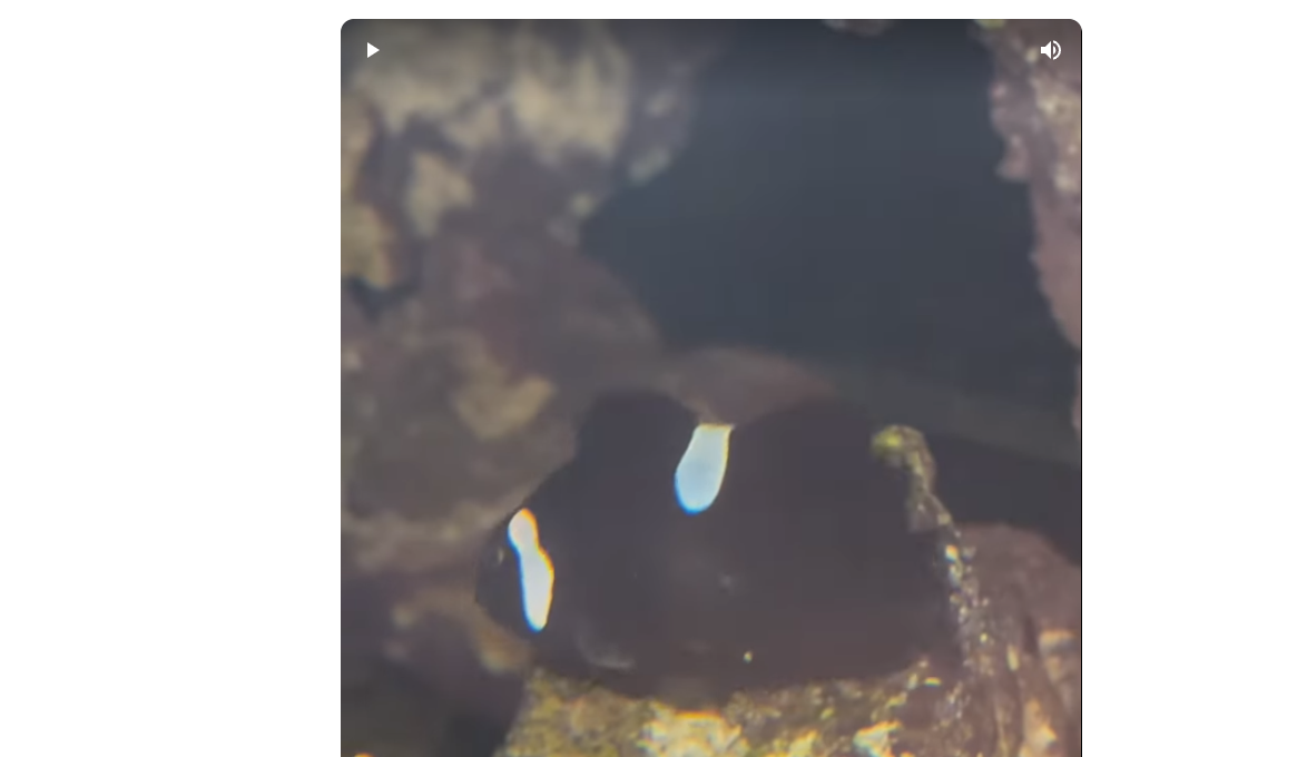 clownfish1.png