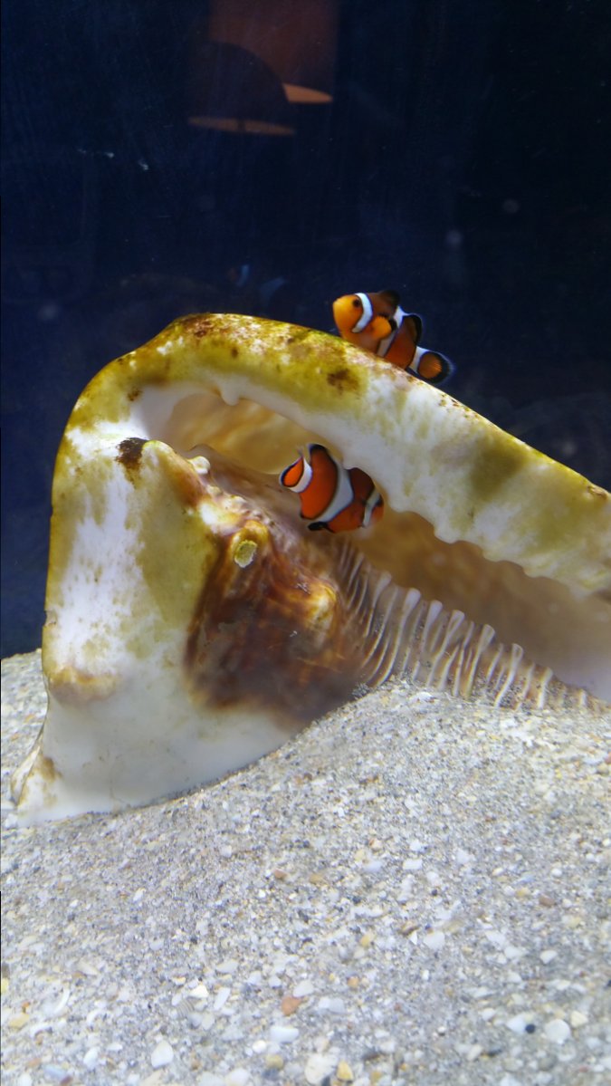 Clowns in conch.jpg