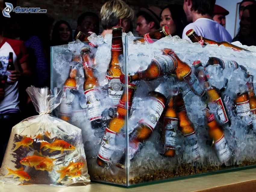 cold-beer,-aquarium,-fishes,-ice-164360.jpg