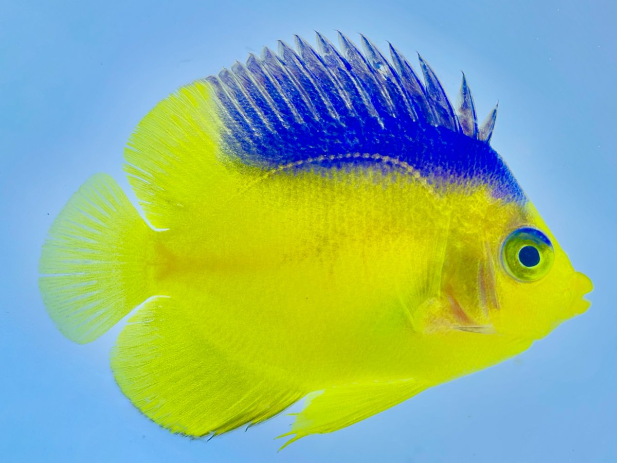 Collins Angelfish.jpg