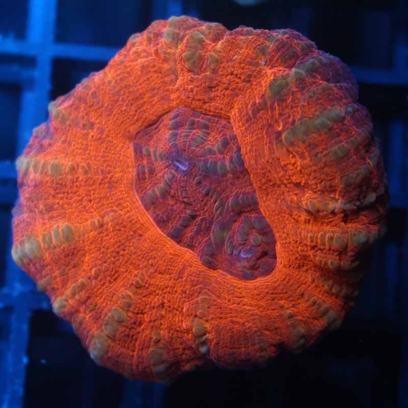 Colony 17 Ultra red Scolymia120-68.jpg