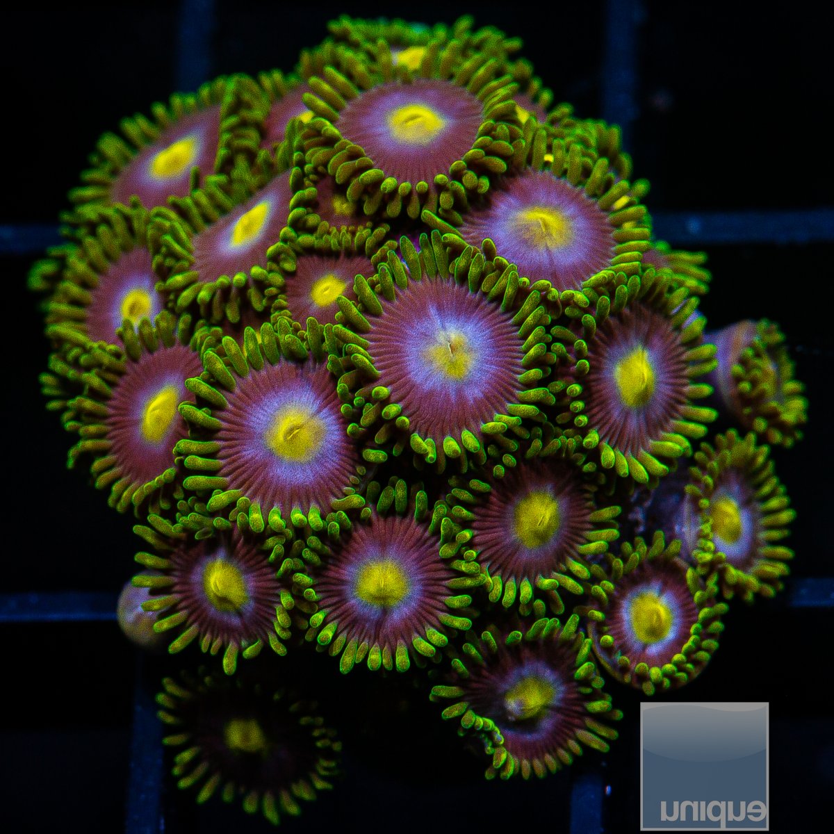 Cookie Monster Zoanthid Variant 169 82.JPG