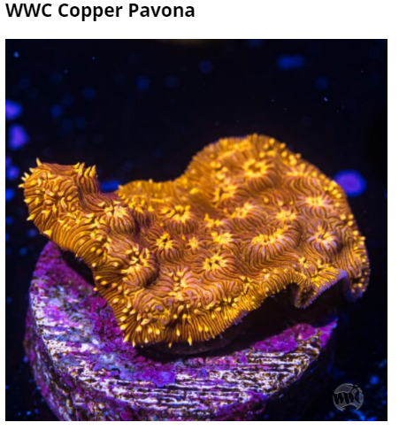 Copper Pavona.png