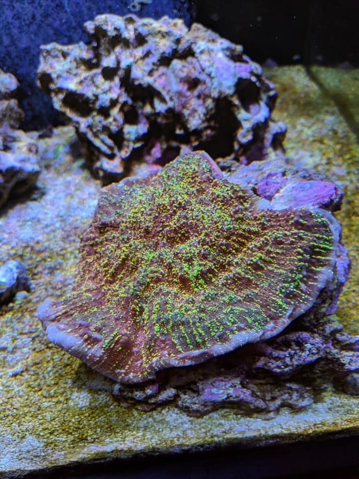 coral 1.jpg