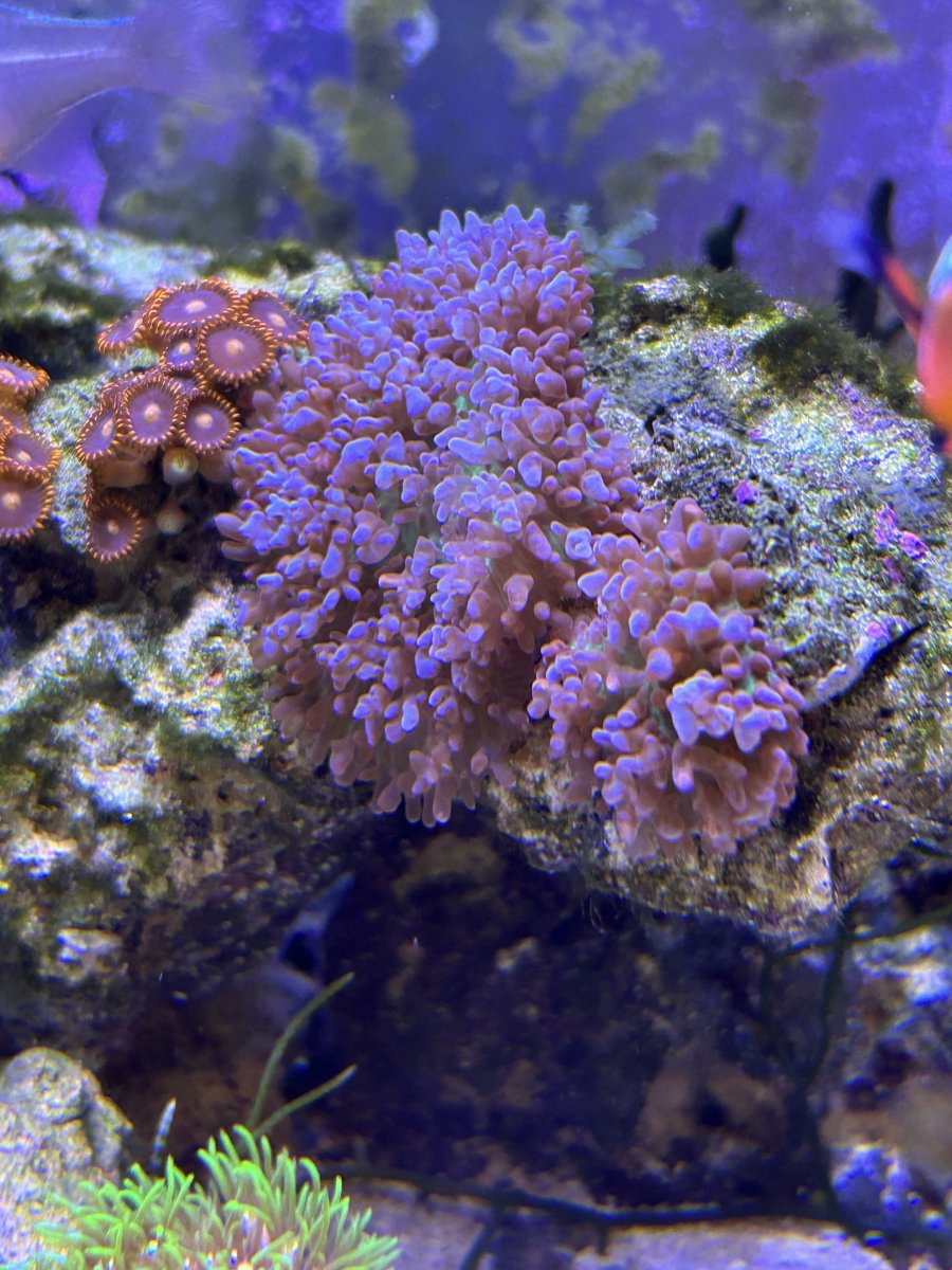 coral 1.jpg