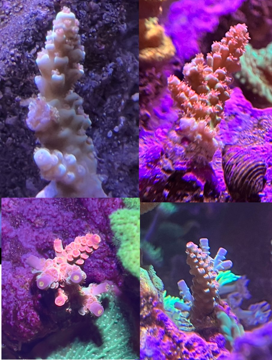 Coral Collage.jpg