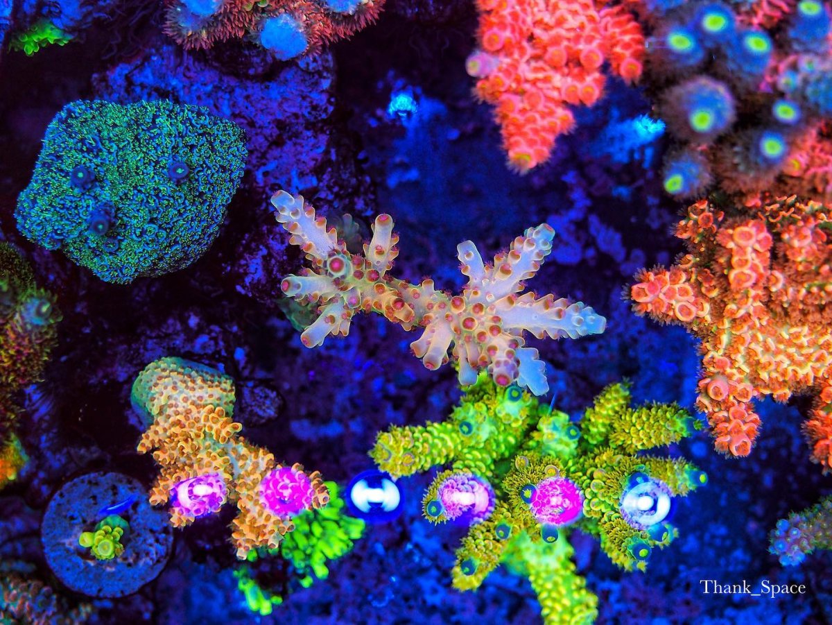coral color growth led lights.jpg