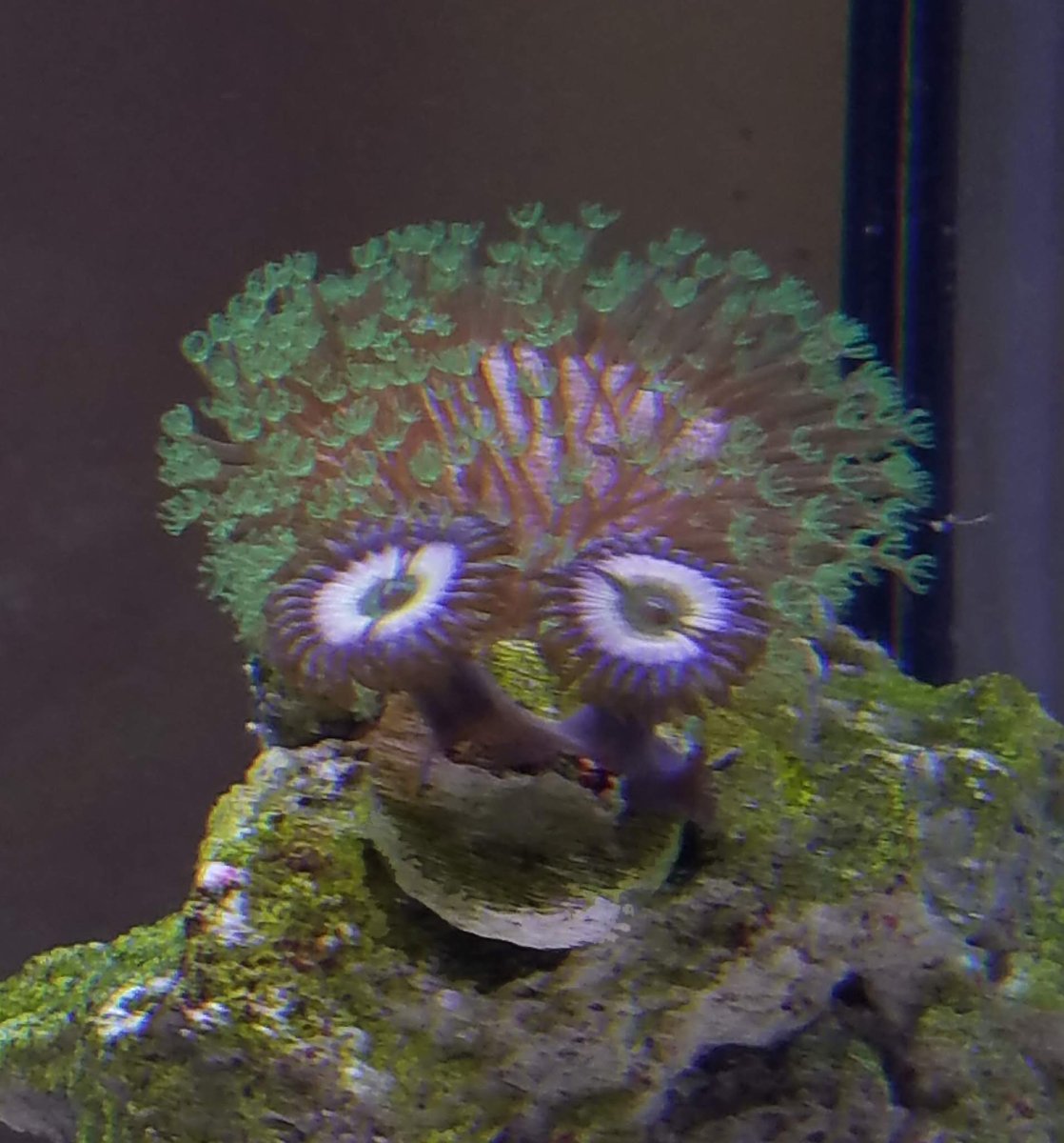 coral face photoshop.jpg