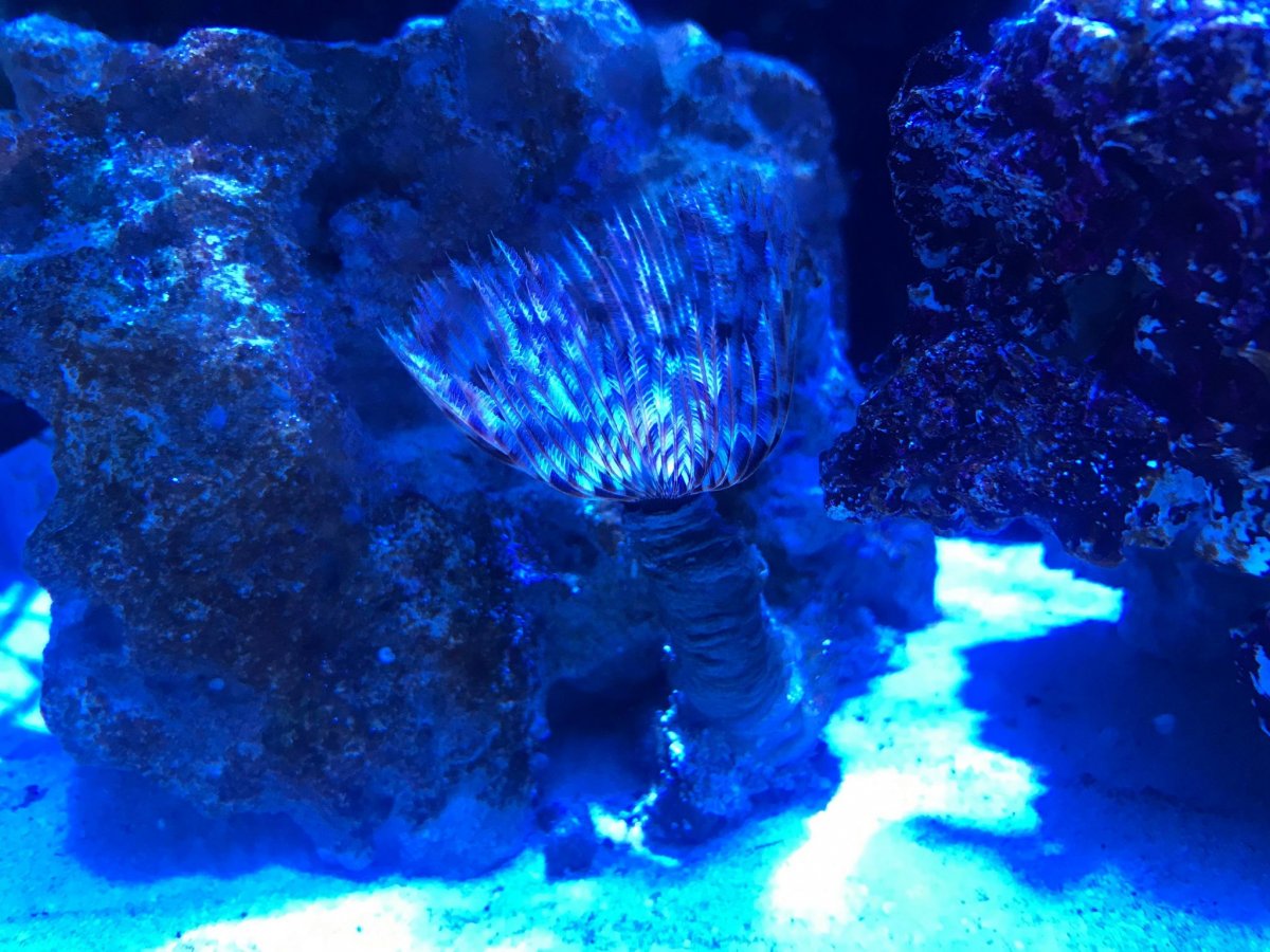 Coral ID 5.jpg