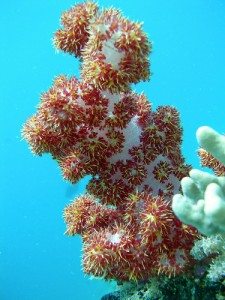 Coral-Identification-Types-of-Coral-Soft-Coral-225x300.jpg