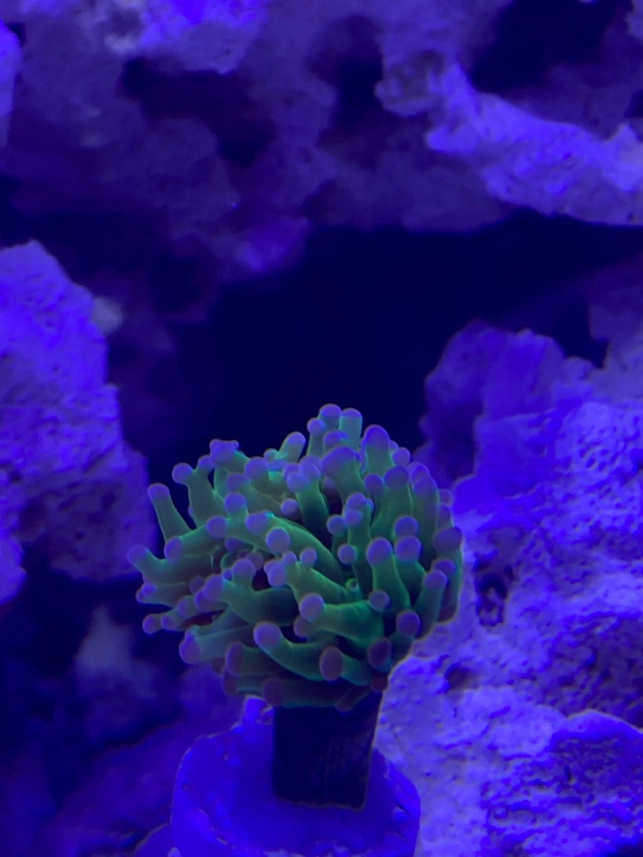 Coral.jpg