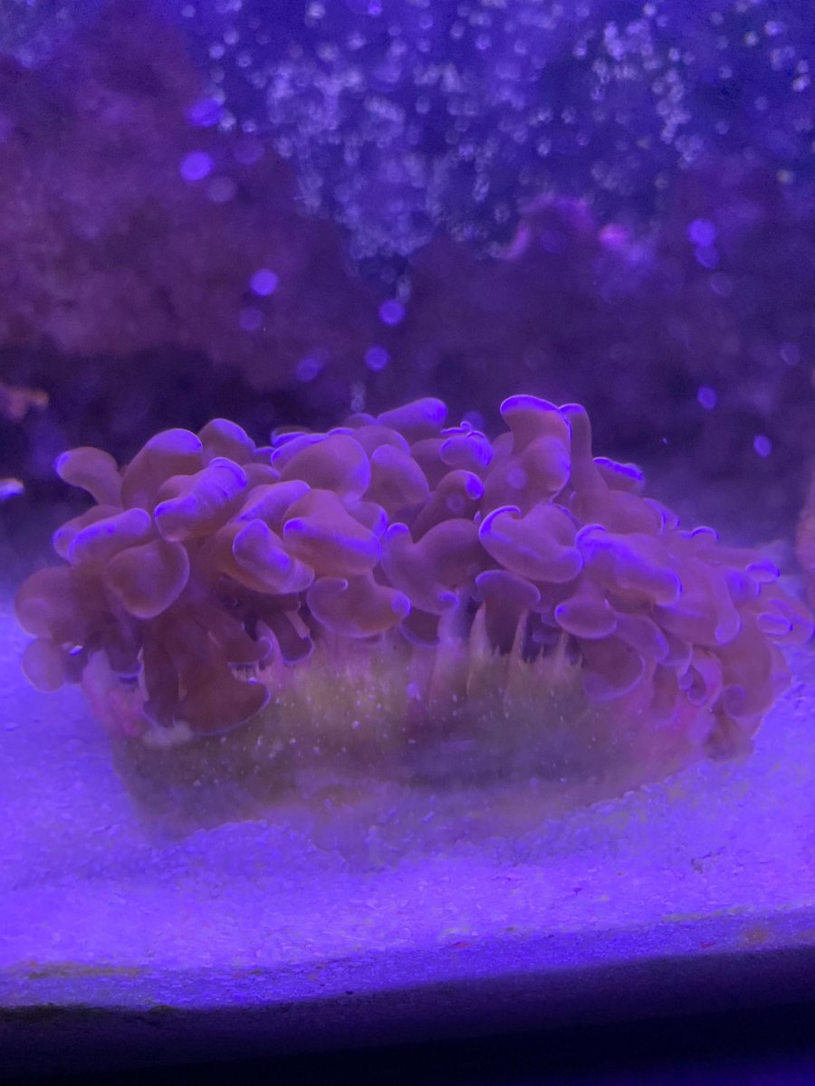 coral.jpg