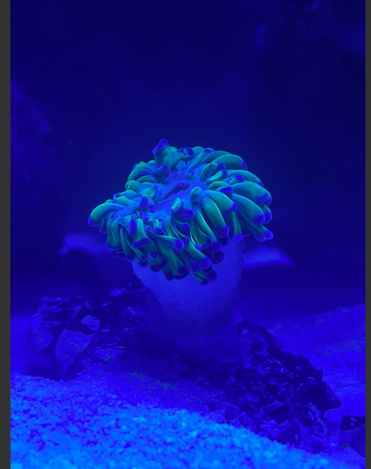 Coral.jpg